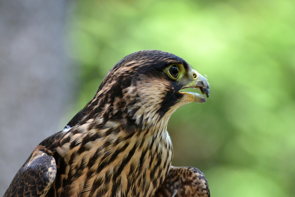 Peregrine, Young, Falcon, Bird