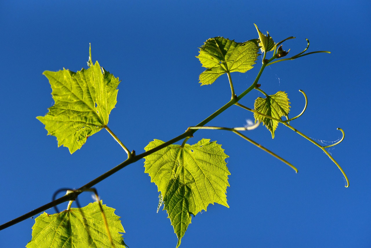 What Is The Spiritual Meaning Of Vine Leaves For Human Health