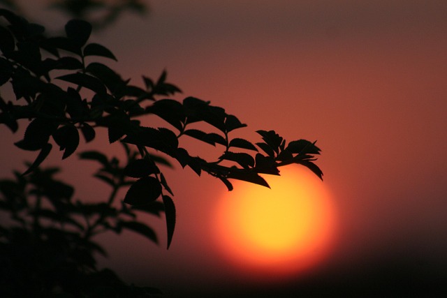 Solnedgang, Skyggen, Natur, Sol, Blade