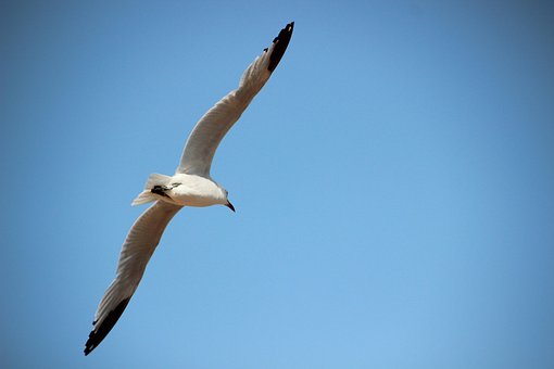 Måge, Fugl, Flyve, Vinge, Himmel, Hav