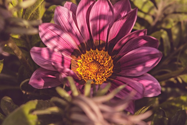 Free Nature Flower photo and picture