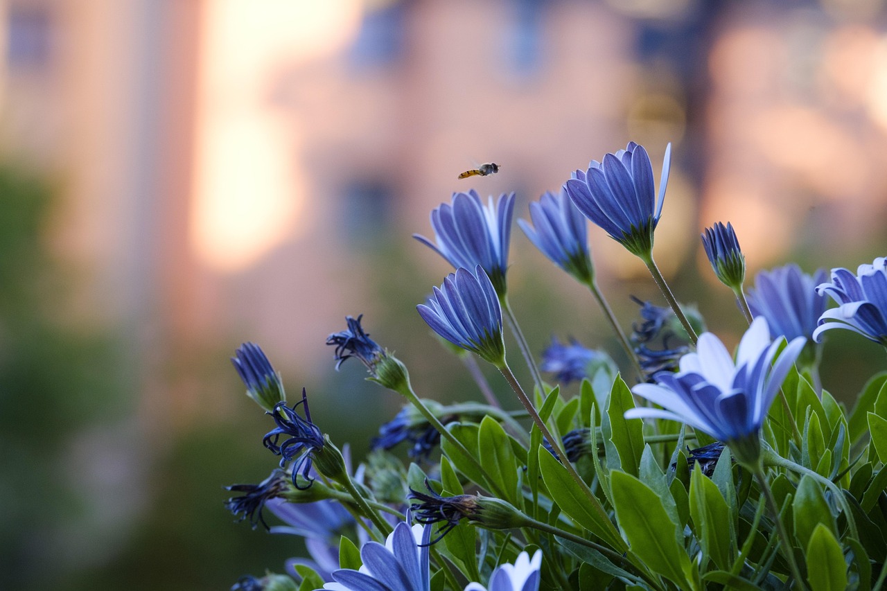 Download free HD stock image of Daisies Nature Free Daisies Nature photo and picture