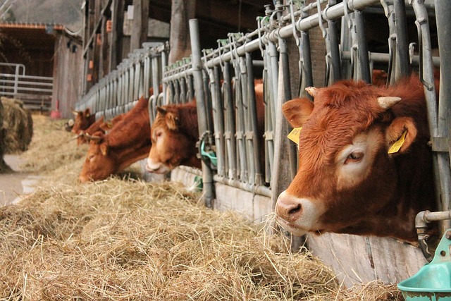 Free Cows Barn photo and picture
