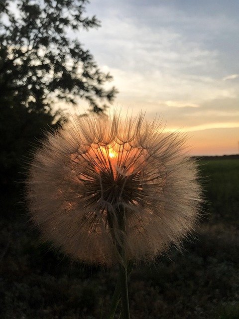 Free Sunrise Sunset photo and picture