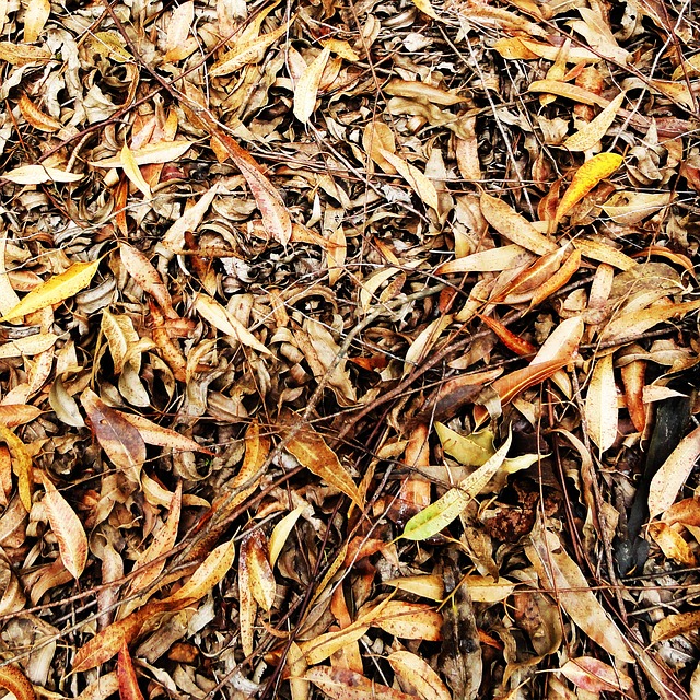 Free Texture Foliage photo and picture