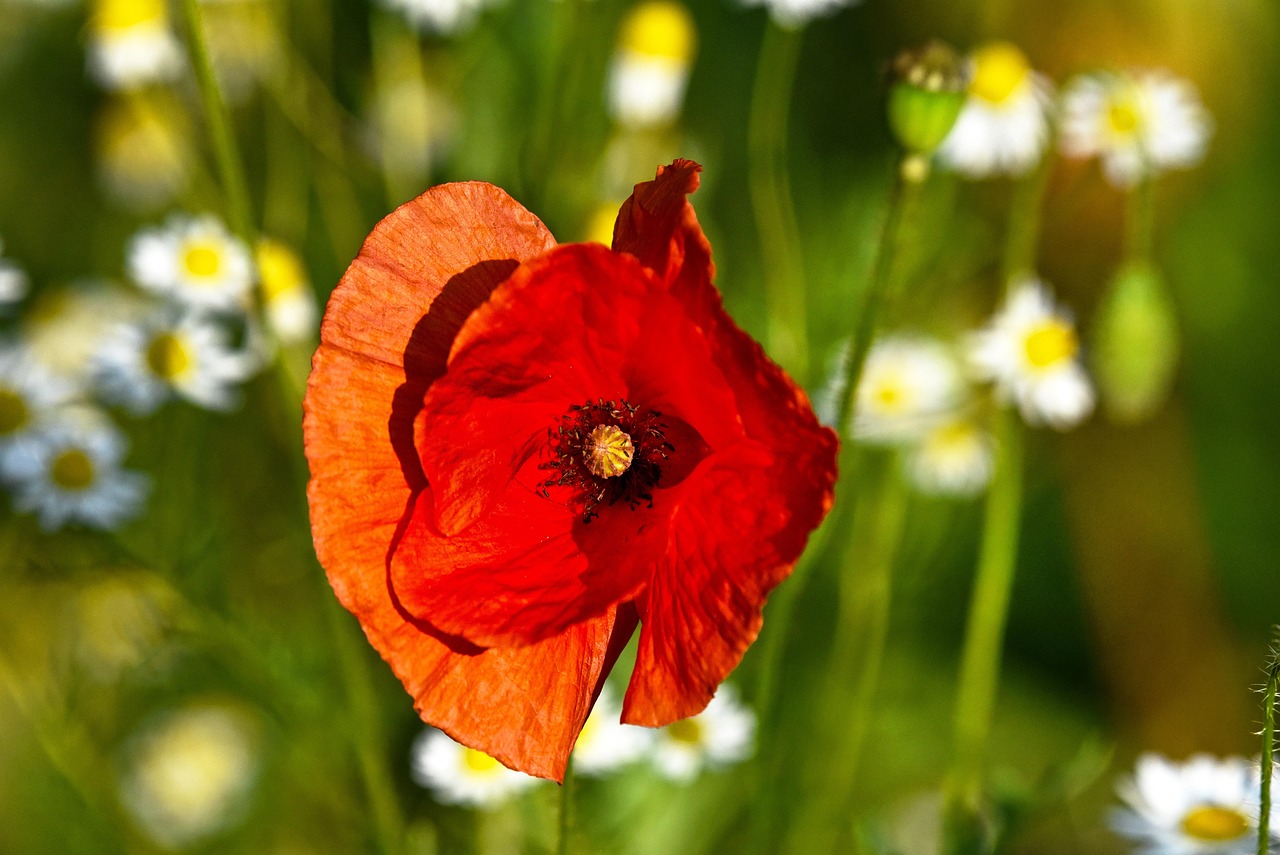 Poppy - free online jigsaw puzzle photo