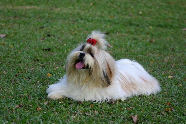 Free Pet Dog photo and picture