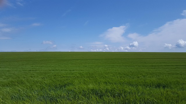 Free Dorset Cornfields photo and picture