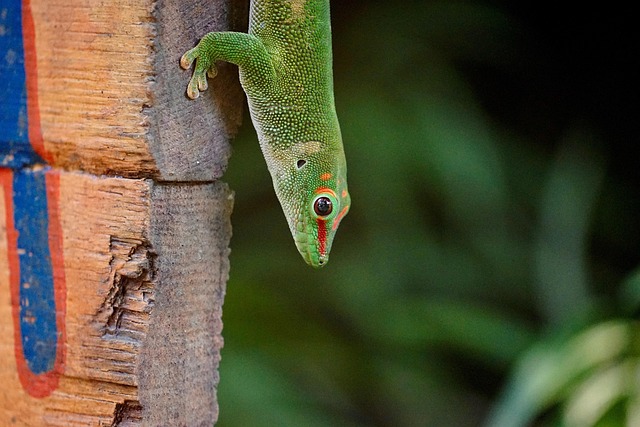 Madagaskar Taggecko, Masoala, Regenwald