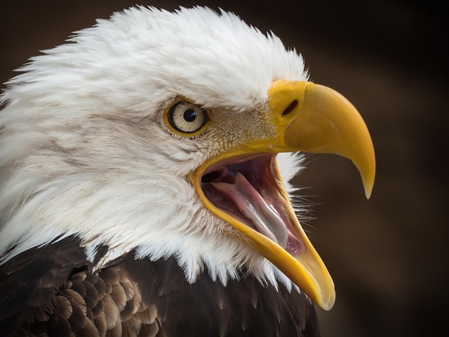 Eagle, white-tailed eagle, raptor and birds of prey — photo by R_Winkelmann