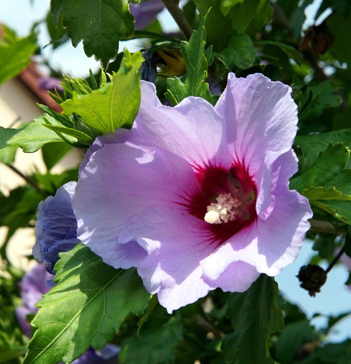 Hibiscus Blue Flower - Free photo on Pixabay - Pixabay