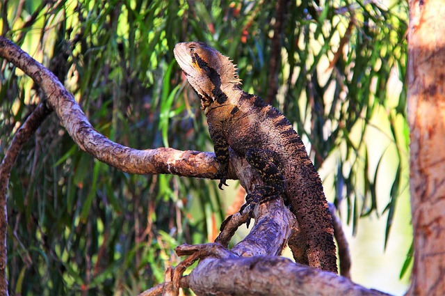 Free Lizard Nature photo and picture