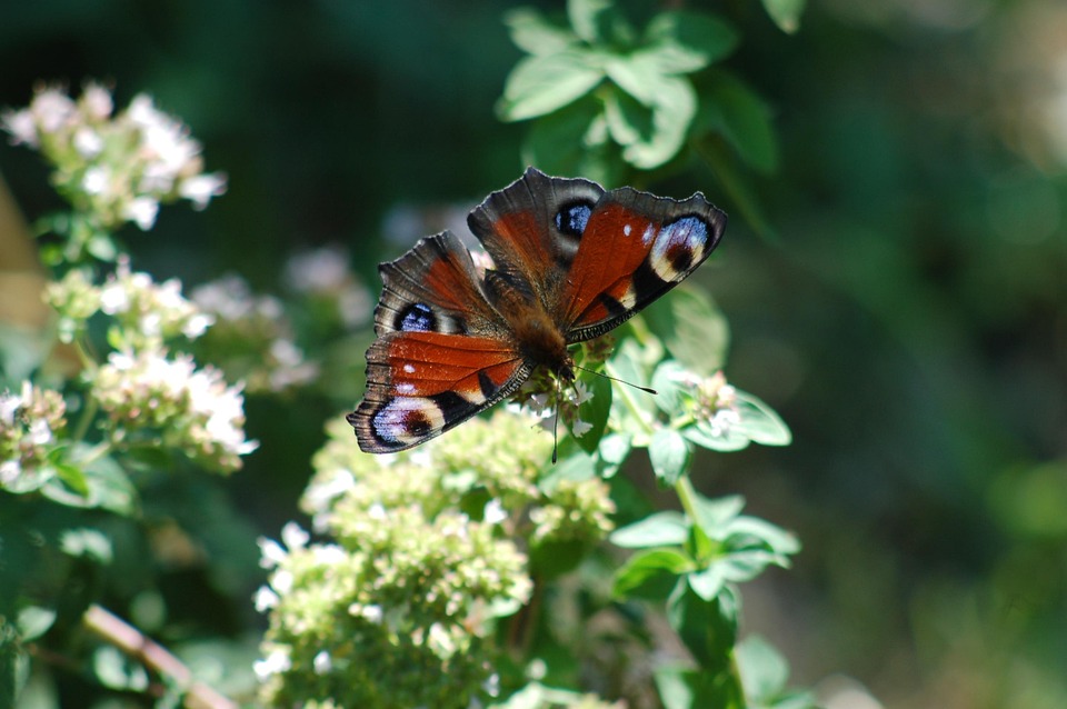 Butterfly Insect Ali - Free photo on Pixabay - Pixabay