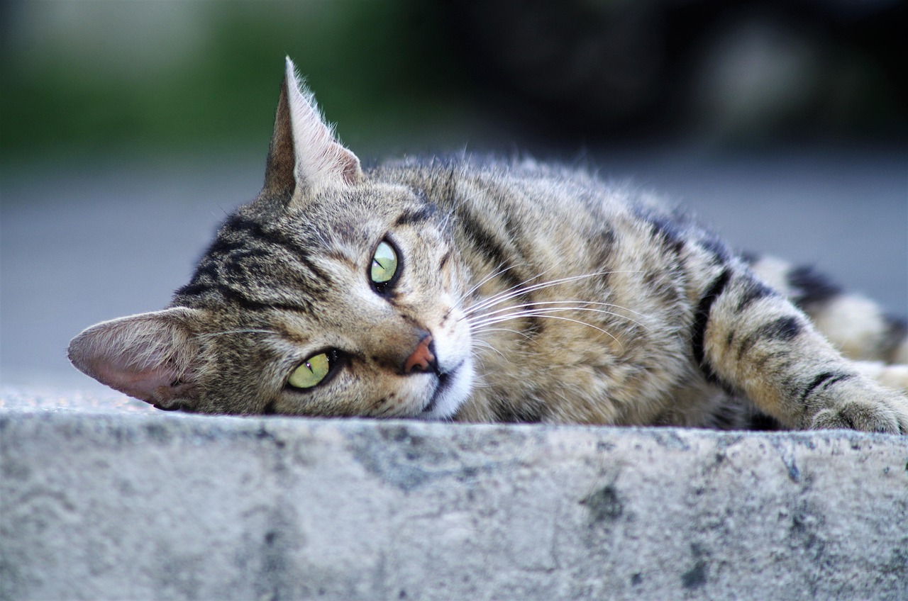 Cat photo