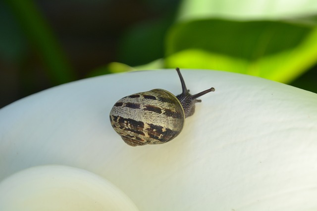Free Snail Flower photo and picture