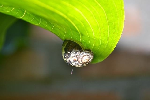 Free Snail Leaf photo and picture
