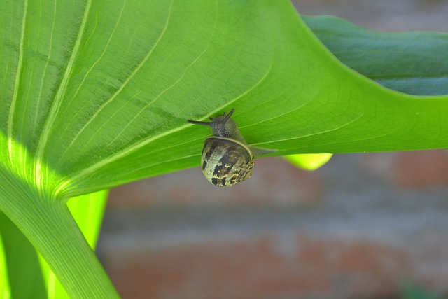 Free Snail Mollusk photo and picture
