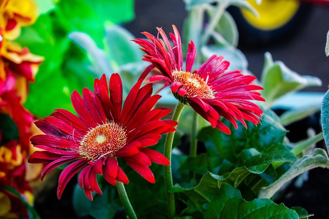 Rot, Blumen, Blumentapete