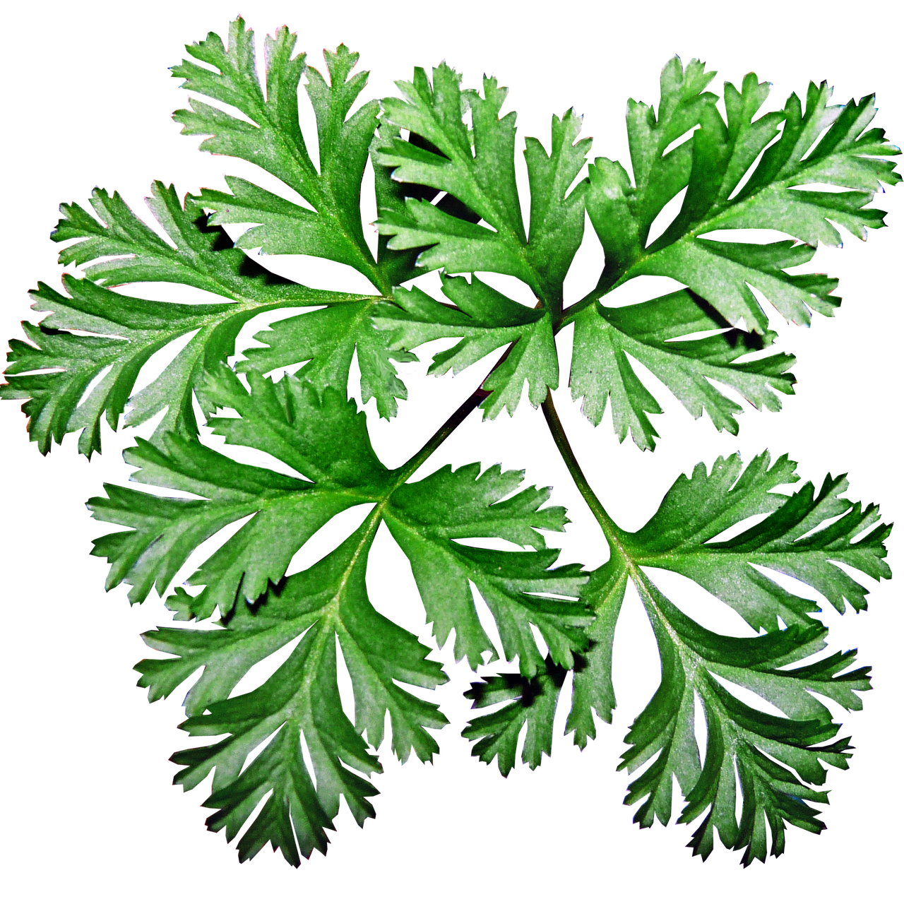 葉っぱ アネモネ 植物 Pixabayの無料写真