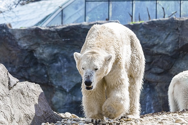 Eisbär, Bär, Tier, Weiß, Tierwelt