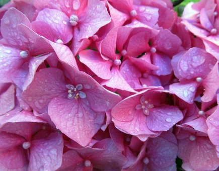 Free Summer Flower Background photo and picture