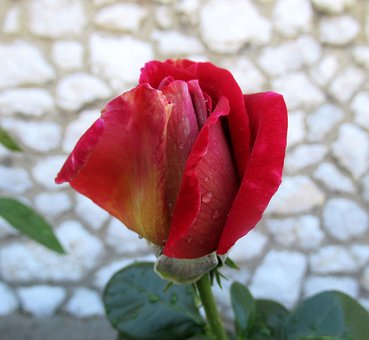 Free Rose Flower photo and picture