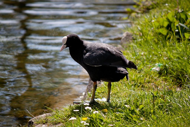 Free Water Bird Bird photo and picture