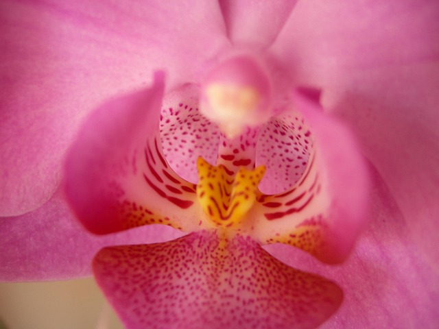 Free Orchid Pink photo and picture