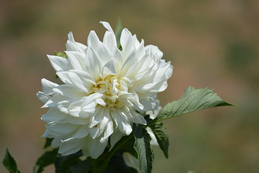 Free White Flower Flower photo and picture