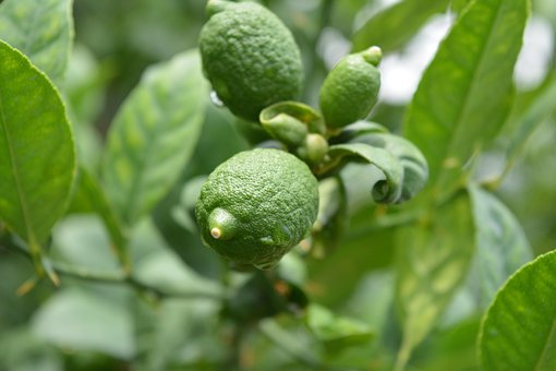 Free Lime Lemon photo and picture