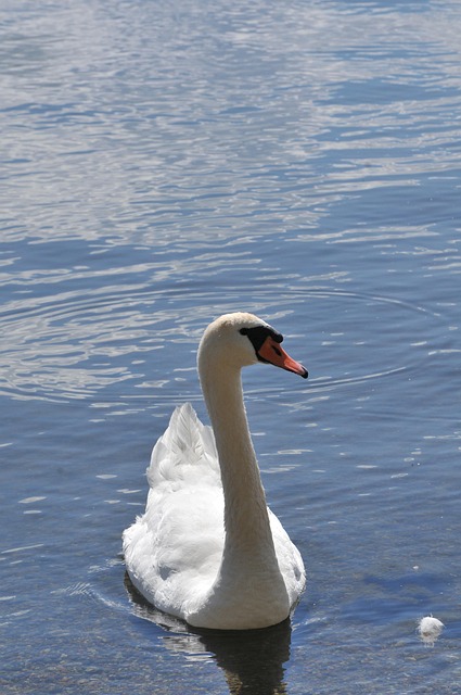 Free Swan Water photo and picture