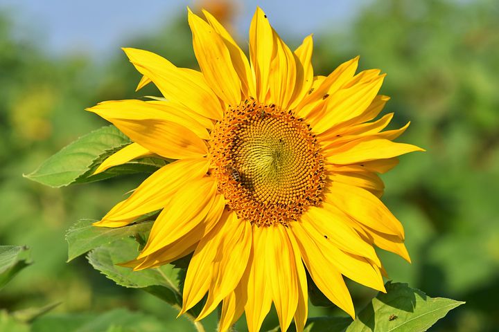 800+ Free Sunflower Seeds & Sunflower Images - Pixabay