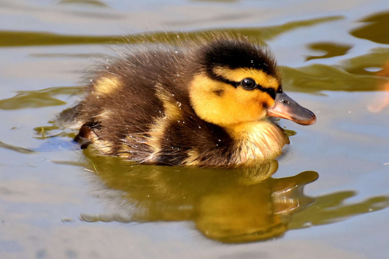 Baby Duck