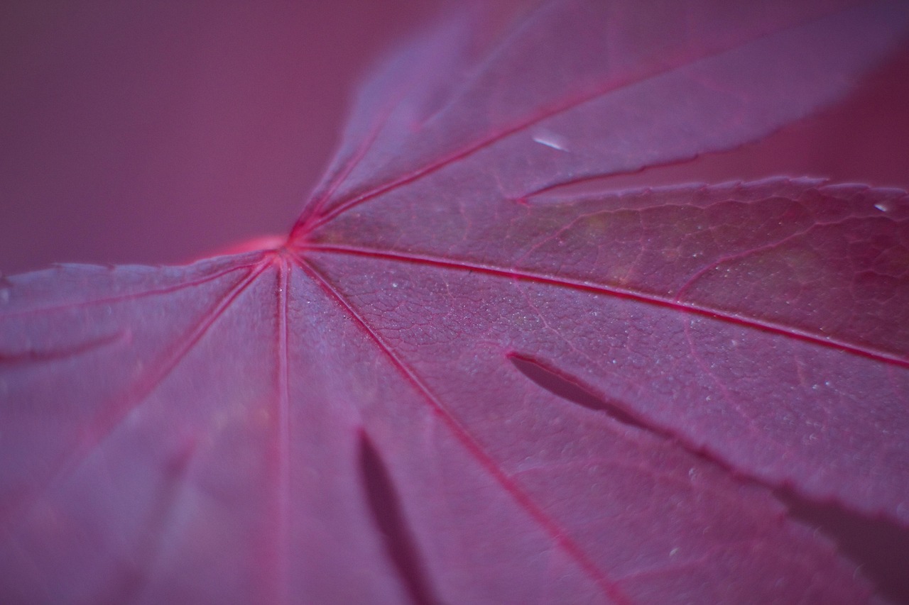 Red Maple Leaf Free Photo On Pixabay Pixabay red-maple-leaf-free-photo-on-pixabay-pixabay
