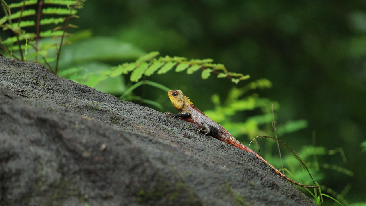 Chameleon - free online jigsaw puzzle photo
