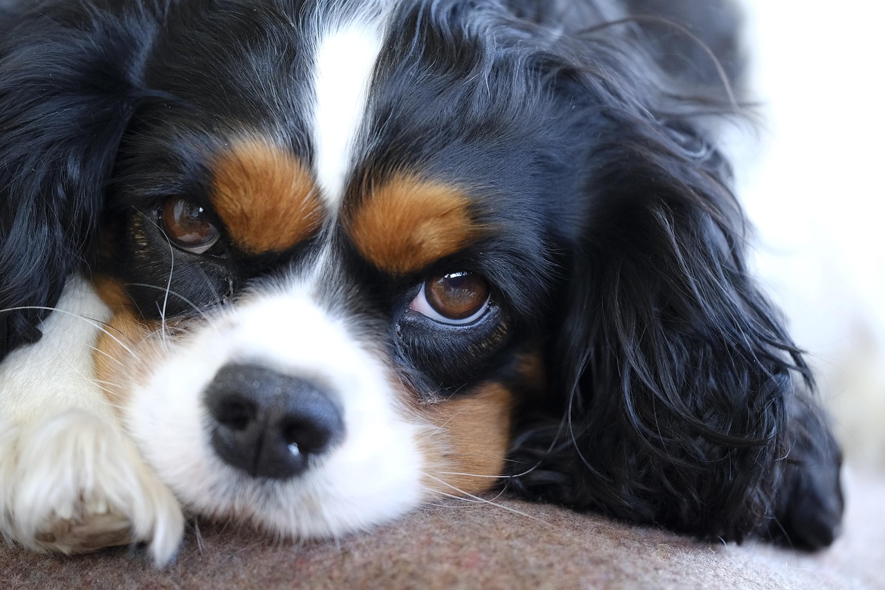 Plus De 3 000 Photos Gratuites De Cavalier King Charles Spaniel Et De Plus De 3 000 Photos Gratuites De Cavalier King Charles Spaniel Et De