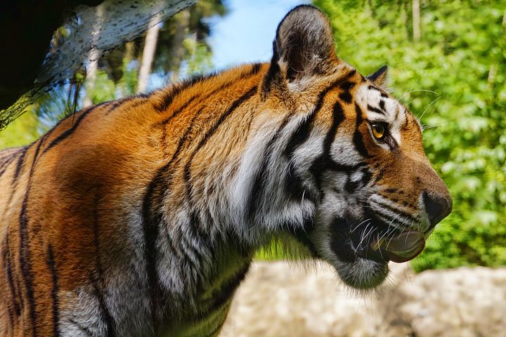 5,000+ Free Tigers &amp; Animal Images