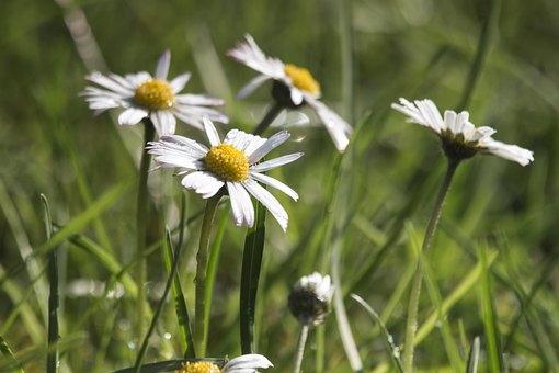 Free Daisies Grass photo and picture
