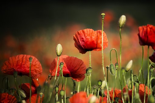 Free Poppies Meadow photo and picture