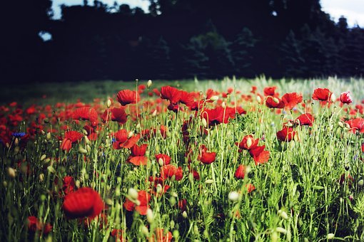 Free Poppies Meadow photo and picture