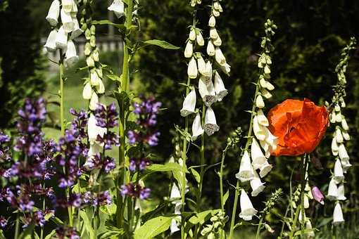 Free Summer Poppies photo and picture