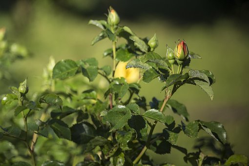 Free Roses Flowers photo and picture