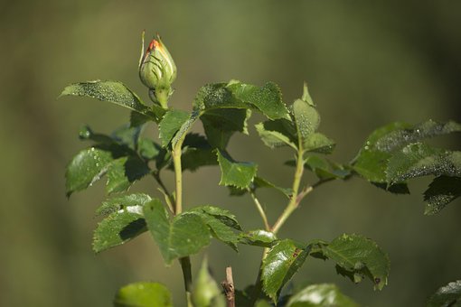 Free Rose Pitch photo and picture