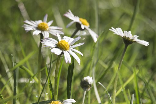 Free Daisies Grass photo and picture