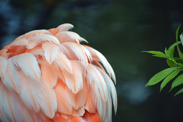 Free Flamingo Nature photo and picture