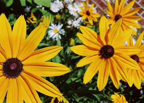 Black Eyed Susan, Flower, Blossom
