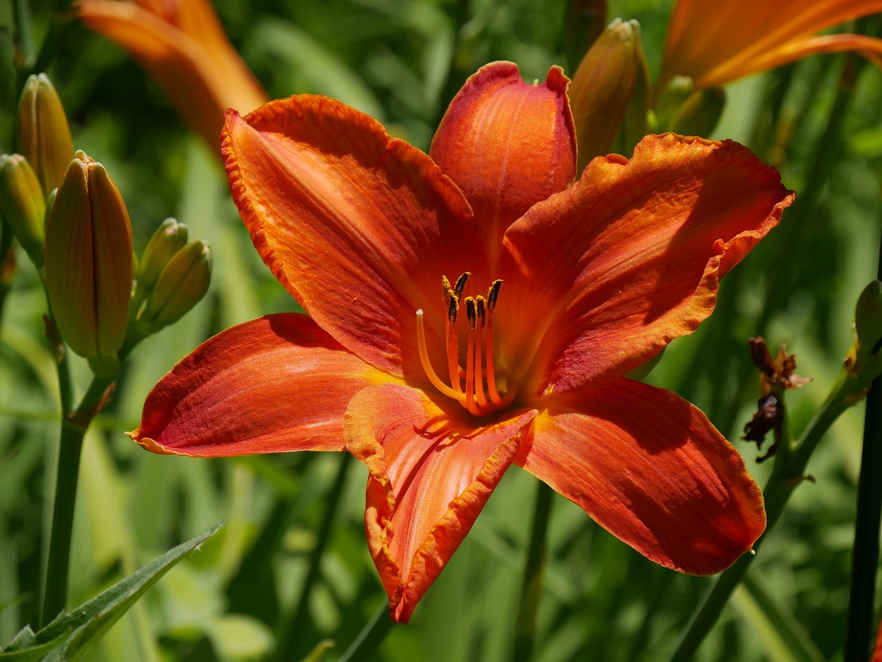 Nature - free online jigsaw puzzle photo