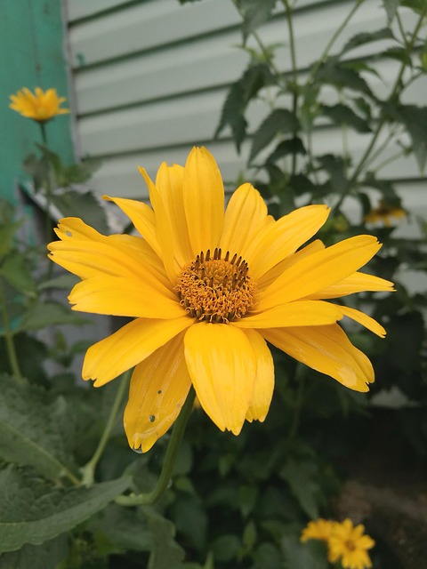 Free Flowers Yellow Flowers photo and picture