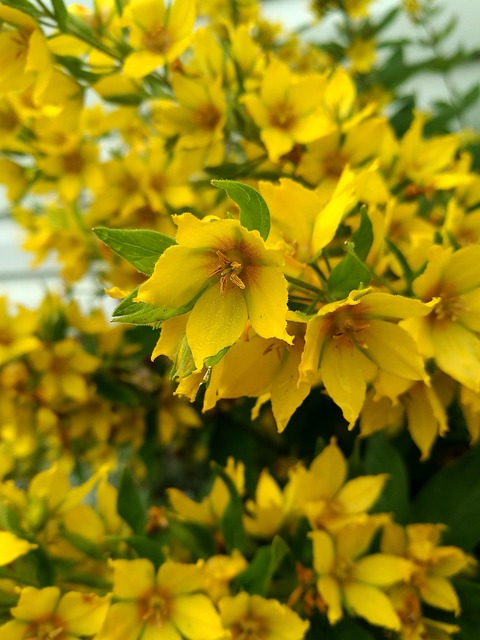 Free Flowers Yellow Flowers photo and picture