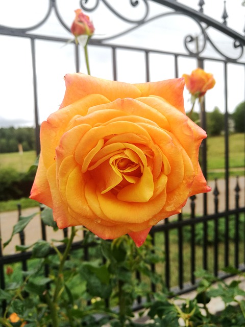 Free Rose Garden photo and picture